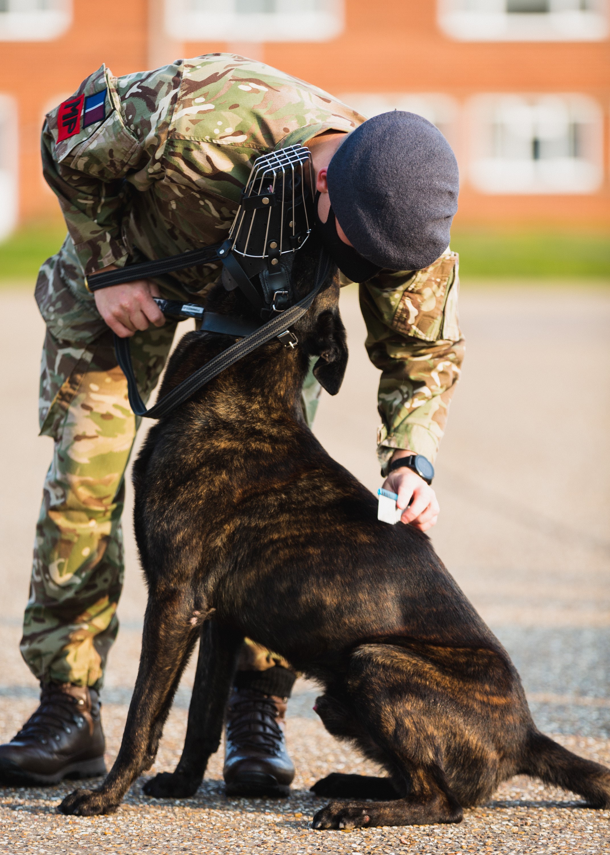 RAF Police brushes Working dog.